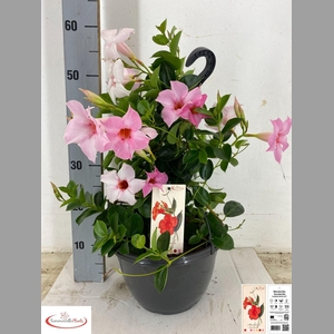 MANDE SUN CR PINK