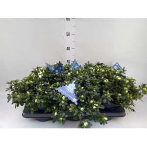 Rhododendron sim. 'Noralinde'