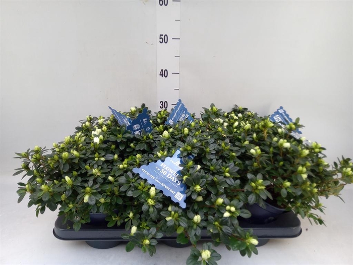 <h4>Rhododendron sim. 'Noralinde'</h4>