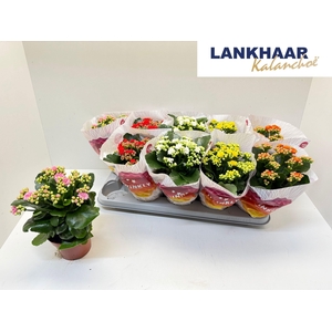 KAL GE PERF GEM 5 KL