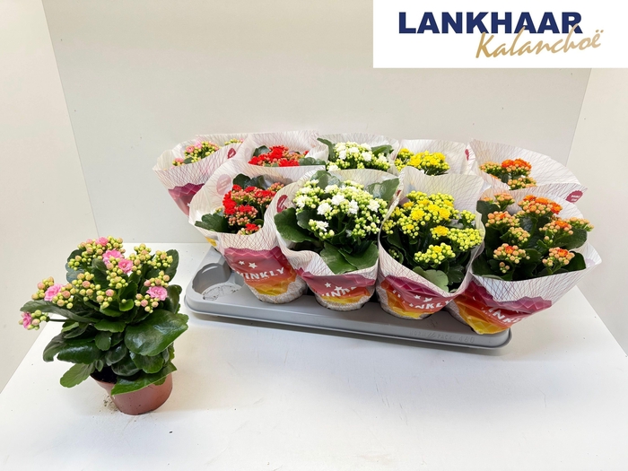 <h4>KAL GE PERF GEM 5 KL</h4>