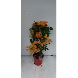 BOUGAINV DANIA