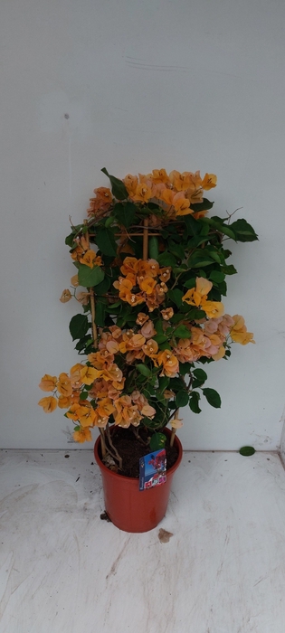 <h4>BOUGAINV DANIA</h4>