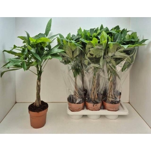 PACHIRA AQUATICA