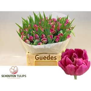 TU DU GUEDES