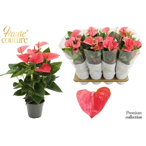 Anthurium 14 cm Sweet Dream in Haute Couture sleeve