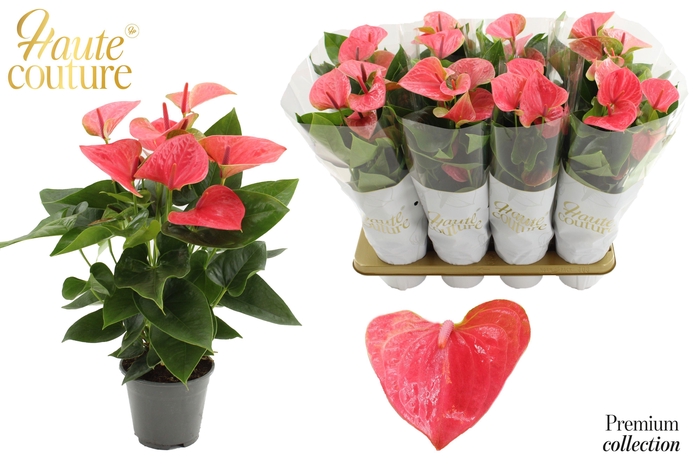 <h4>Anthurium 14 cm Sweet Dream in Haute Couture sleeve</h4>