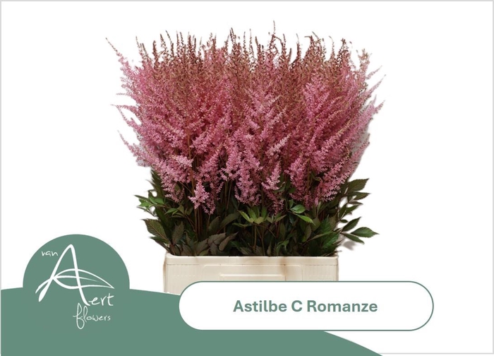 <h4>ASTIL C ROMANZE</h4>