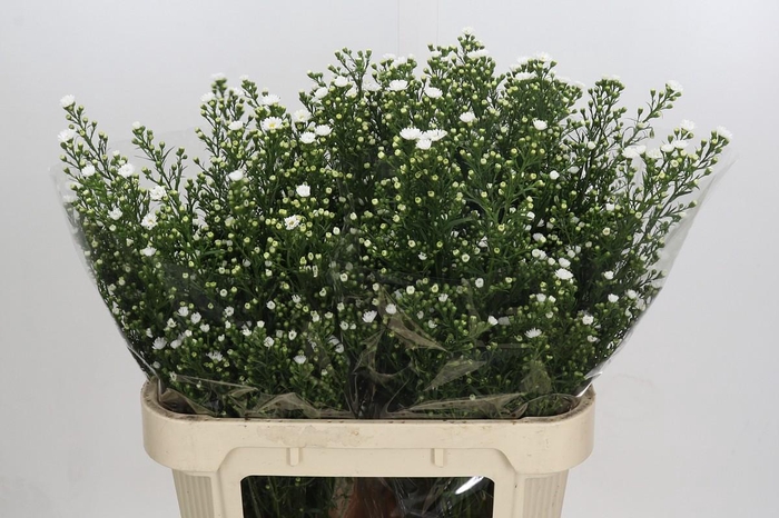 <h4>Aster Paquita</h4>