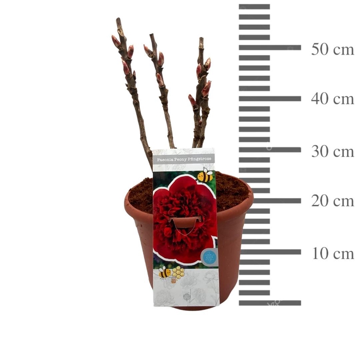 <h4>PAEONIA SUFFRUTICOSA</h4>