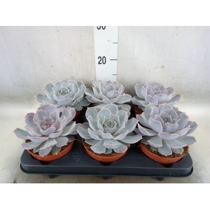 Echeveria lilacina