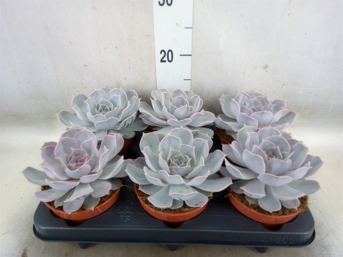 <h4>Echeveria lilacina</h4>