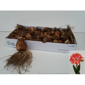 BLOEMBOL HIPPEASTRUM