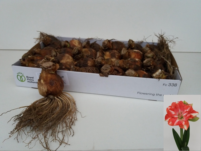 <h4>BLOEMBOL HIPPEASTRUM</h4>