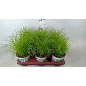 Cyperus alternifolius 'Zumula'