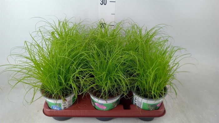 <h4>Cyperus alternifolius 'Zumula'</h4>