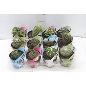 CACTUS RAIZ PROPRIA P09