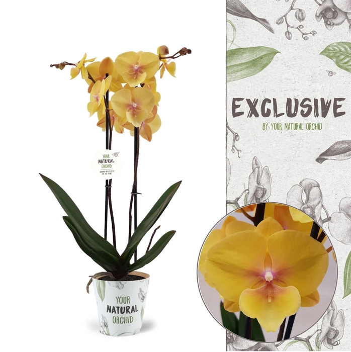 <h4>Phalaenopsis  'Manta Palau'</h4>