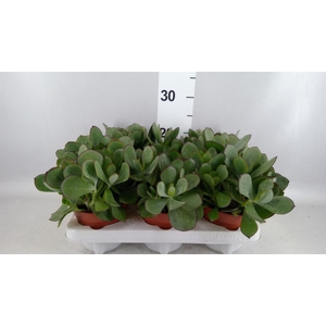 Cotyledon pendens
