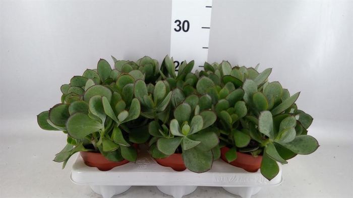 <h4>Cotyledon pendens</h4>