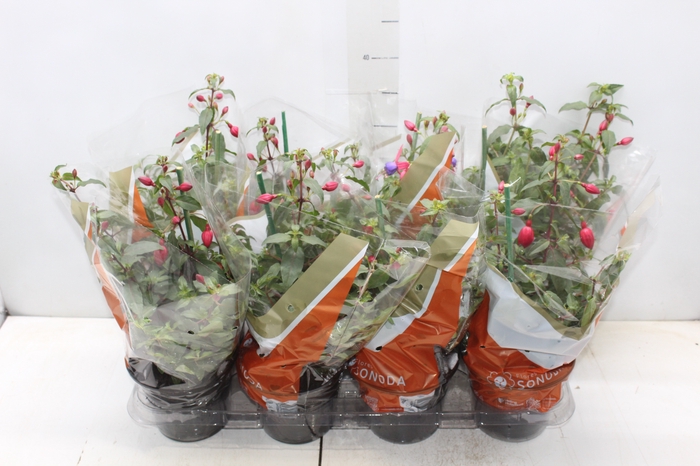 <h4>BRINCO DE PRINCESA P15</h4>