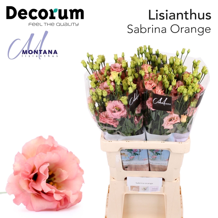<h4>Eustoma russ. DU 'Sabrina Orange'</h4>