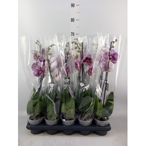 Phalaenopsis   ...mix  5