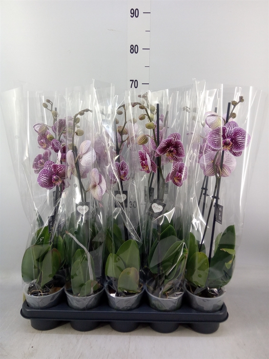 <h4>Phalaenopsis   ...mix  5</h4>
