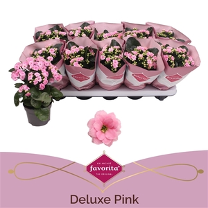 Kalanchoe double Deluxe Pink stadium 1