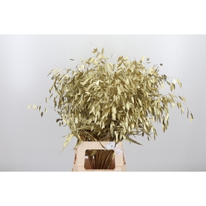 Chasmantium Kl Bh Goud