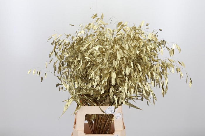 <h4>Chasmantium Kl Bh Goud</h4>