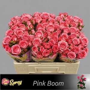 R TR PINK BOOM