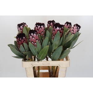 Protea African Didi