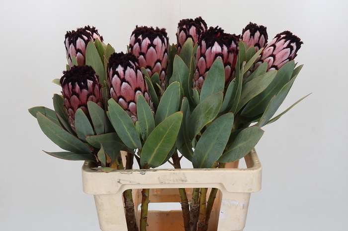 Protea African Didi