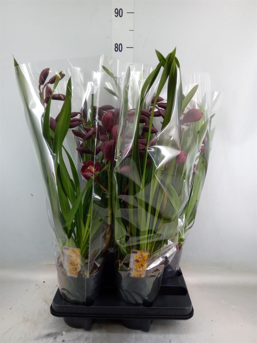 <h4>Cymbidium   ...</h4>