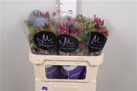 <h4>Clematis 'Amazing Kyiv'</h4>