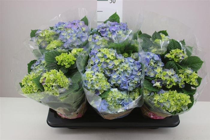 <h4>Hydrangea Early Blue 6-7</h4>