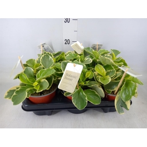 Peperomia obt. 'Variegata'