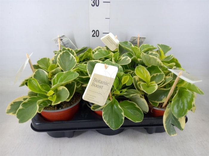 <h4>Peperomia obt. 'Variegata'</h4>