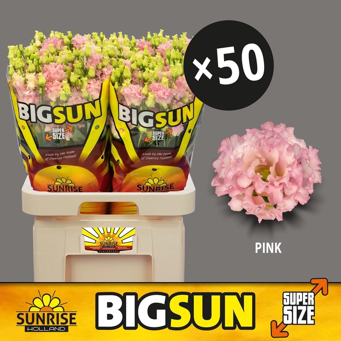 <h4>EUS G ALISSA PINK</h4>