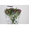 ALSTROEMERIA XANADU 080 CM ROXO