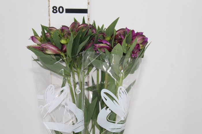 <h4>ALSTROEMERIA XANADU 080 CM ROXO</h4>