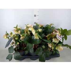 Helleborus   ...