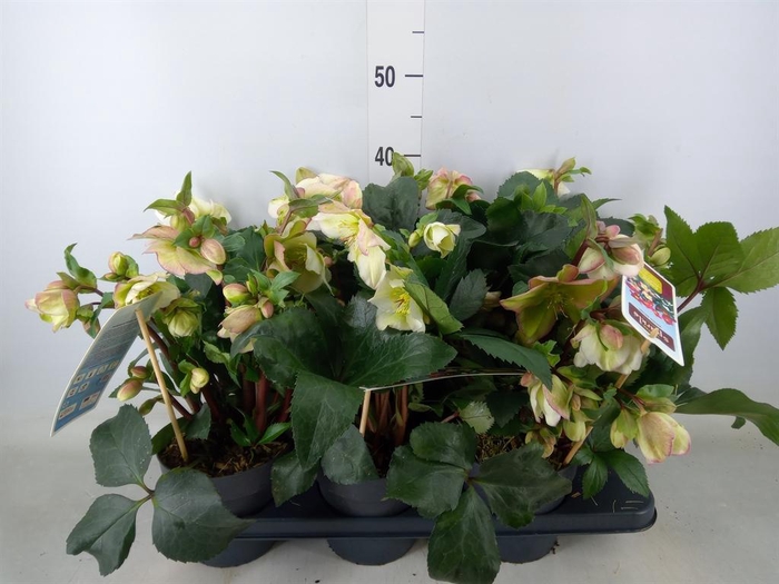 <h4>Helleborus   ...</h4>