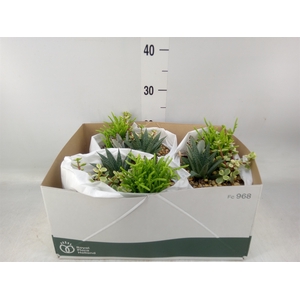 Arr.  Succulents L%