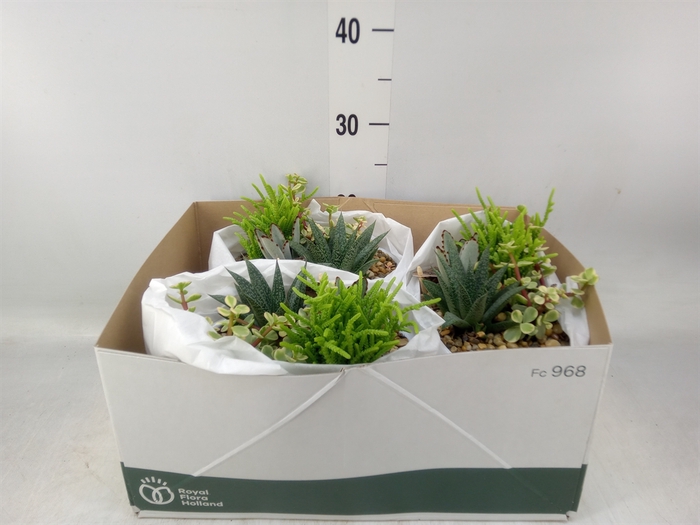 <h4>Arr.  Succulents L%</h4>