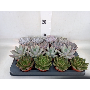 Echeveria   ...mix