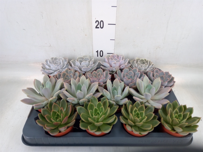 <h4>Echeveria   ...mix</h4>