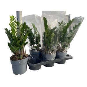 ZAMIO ZAMIIFOLIA
