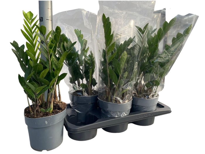 <h4>ZAMIO ZAMIIFOLIA</h4>